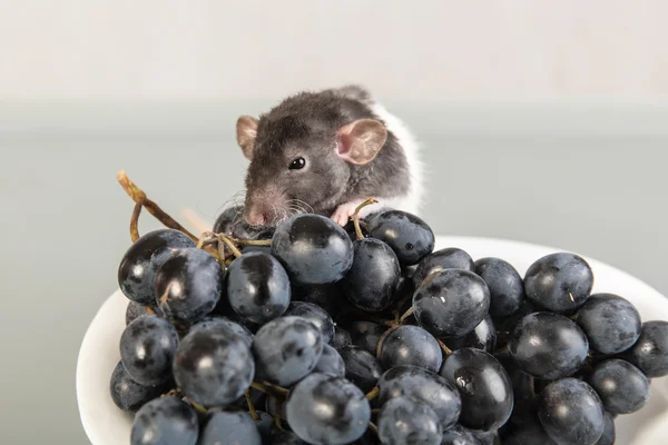 Bebé rata y uvas —  Fotos de Stock