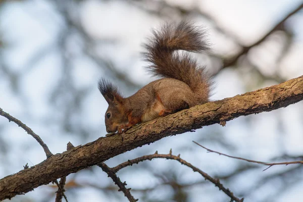 Eichhörnchen auf einem Ast — Stockfoto