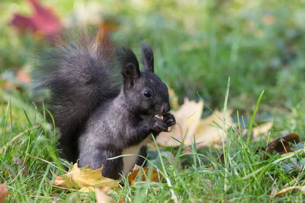 Écureuil avec une noix — Photo