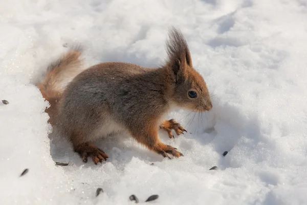 Portrait of a squirrel — Stock Photo, Image