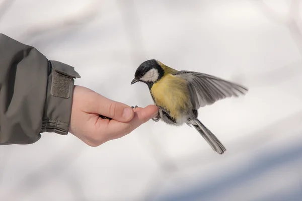 Titmouse on a palm — Stock Photo, Image