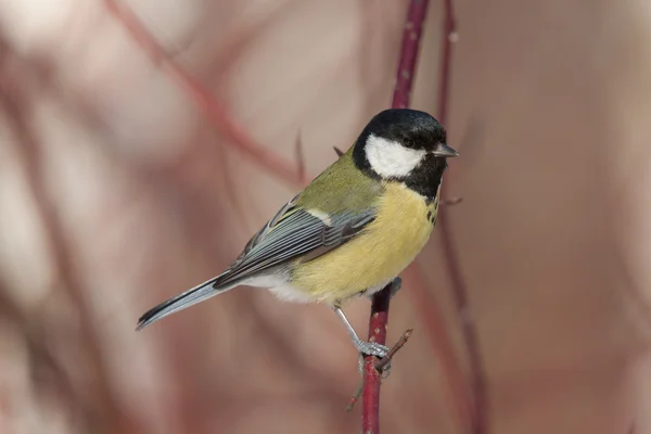 Portrait of a titmouse — Stock Photo, Image