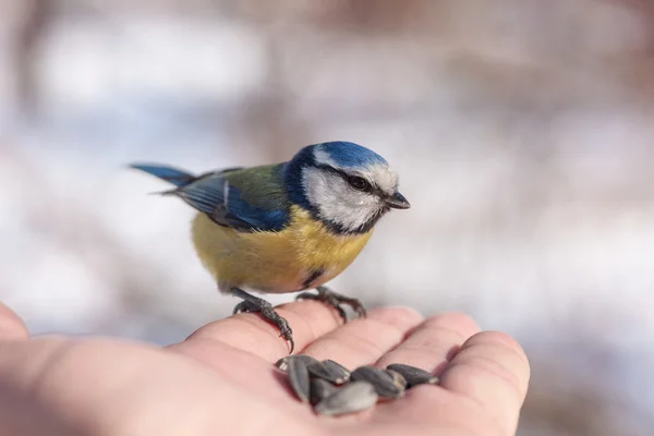 Bluetit op een hand — Stockfoto