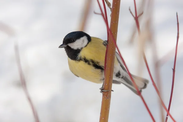 Titmouse in winter — Stock Photo, Image