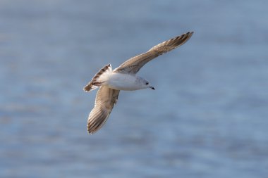 mavi su üzerinde uçan martı