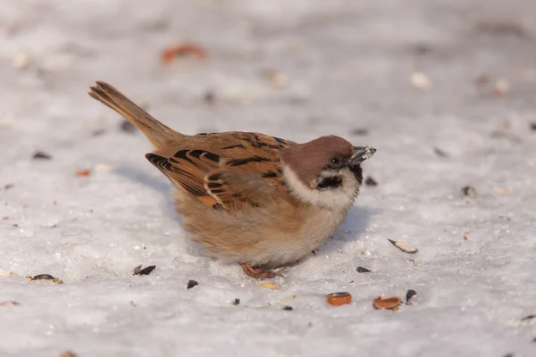 Sparrow closeup on snow — Stock Photo, Image