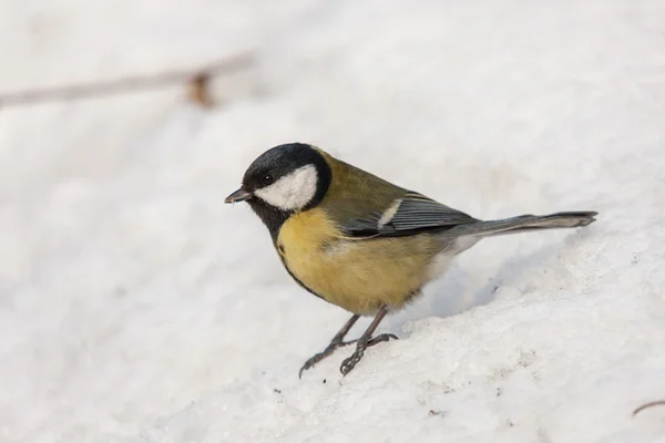 Meisen auf Schnee Nahaufnahme — Stockfoto