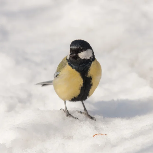 Titmouse in winter day — Stock Photo, Image