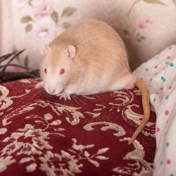 Red domestic rat on a bed — Stock Photo, Image
