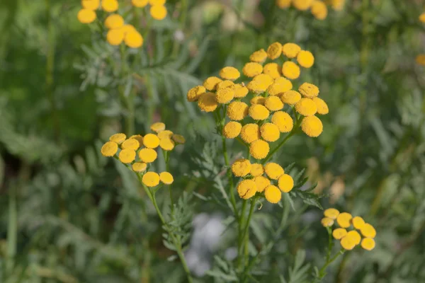 Tansy közelről — Stock Fotó