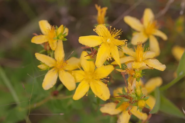 St. John's Wort close up — Stock Photo, Image