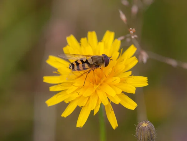 Mosca-mosca em uma flor amarela — Fotografia de Stock