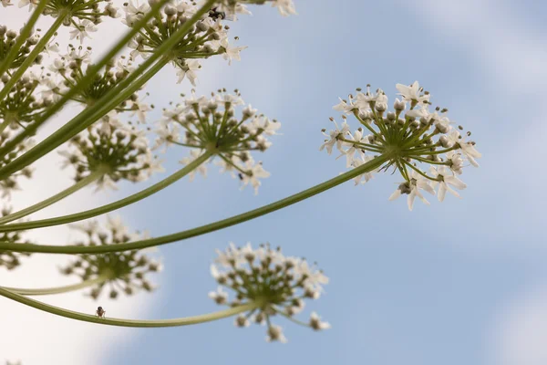 Inek Yaban havucu SAP — Stok fotoğraf