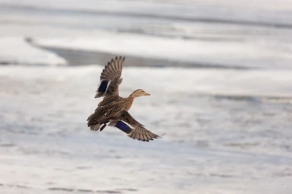 Canard survolant la glace — Photo