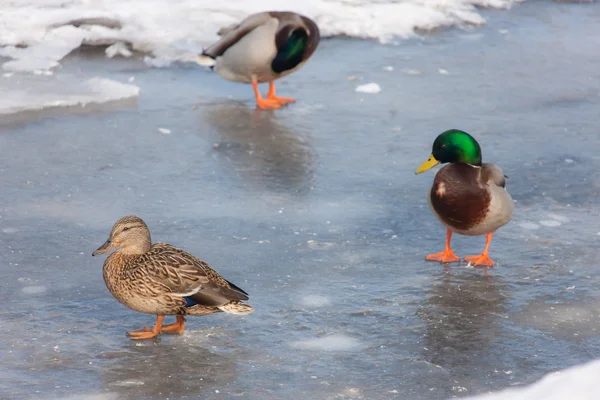 Três patos no gelo derretido — Fotografia de Stock