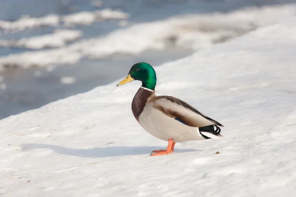 Duck on the snow — Stock Photo, Image