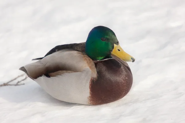 Ritratto di anatra sulla neve — Foto Stock