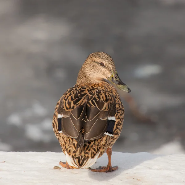 Kachna v blízkosti řeky closeup — Stock fotografie