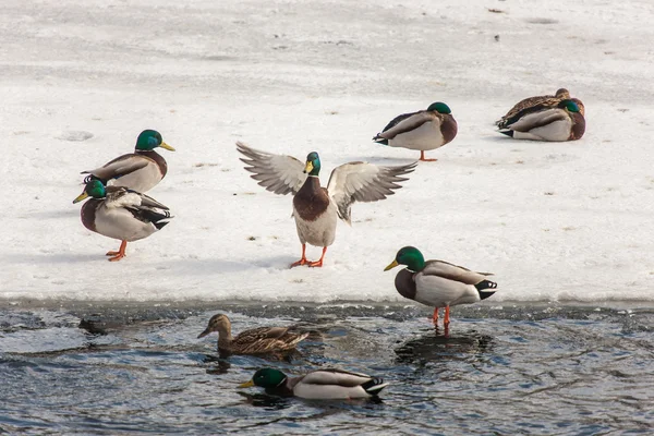 Bando de patos — Fotografia de Stock