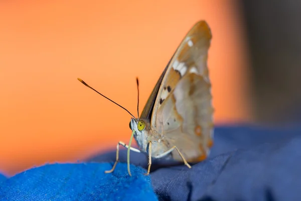 Motýl sedí na oblečení — Stock fotografie