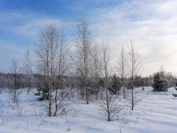 Холодный зимний день — стоковое фото