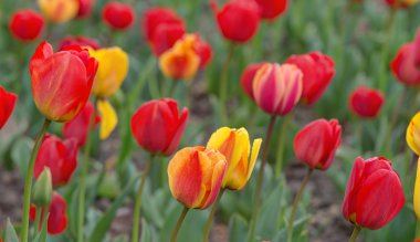 kırmızı ve sarı laleler