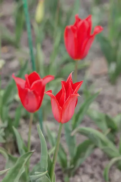 Tre tulipano rosso — Foto Stock