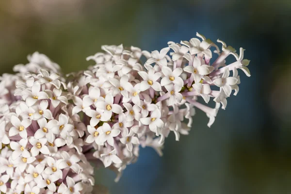 Branch of lilac closeup — Stock Photo, Image