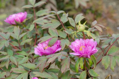 bahar bahçede çiçek açan peonies