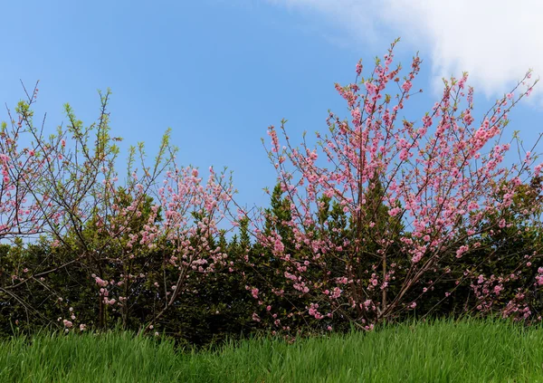 Fiori di ciliegio in primavera — Foto Stock