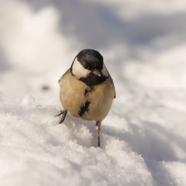 Portrait of a titmouse on snow — Stock Photo, Image