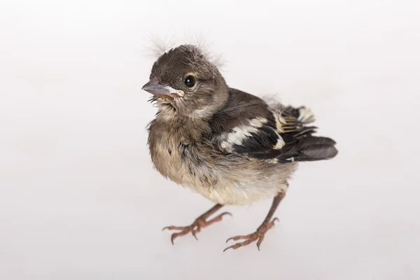 Baby bird chaffinch — Stock Photo, Image