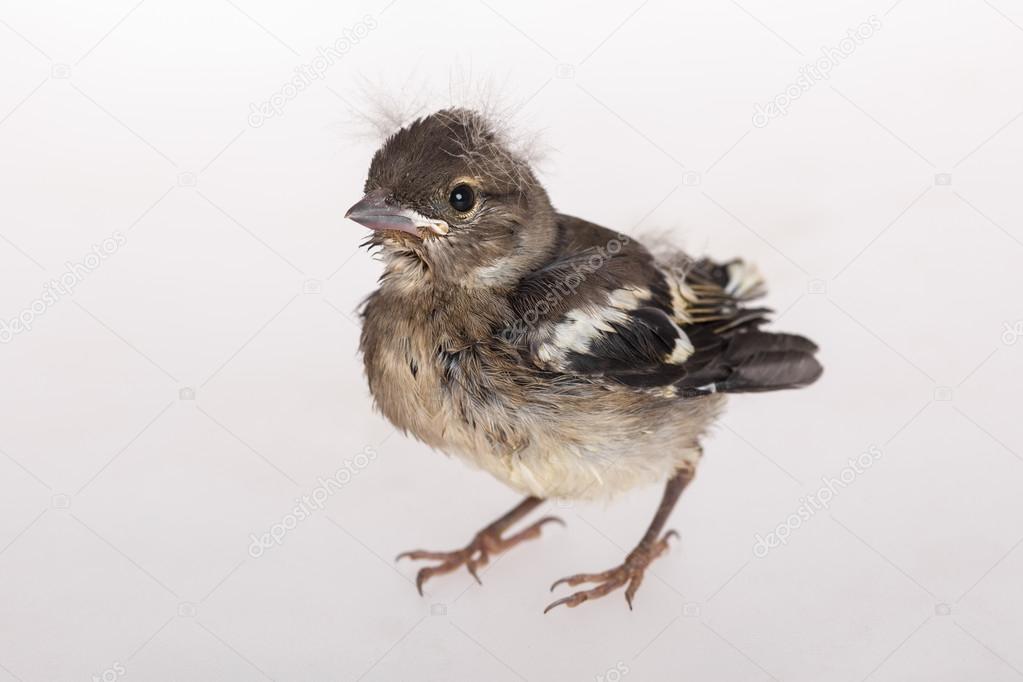 baby vink baby vink