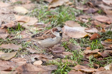 Çimlerin üzerindeki serçe