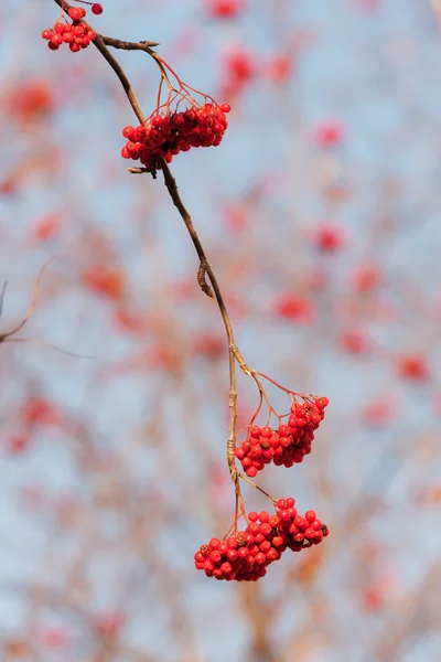 Autumn rowan branch — Stock Photo, Image