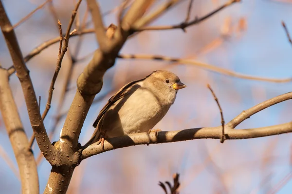 Portrait of sparrow — Stock Photo, Image