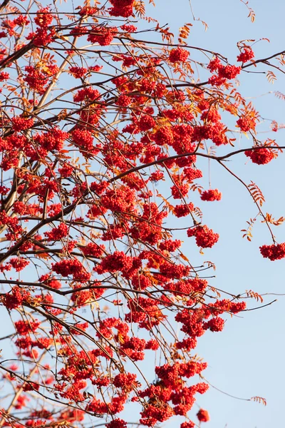 Takken van een rowan — Stockfoto