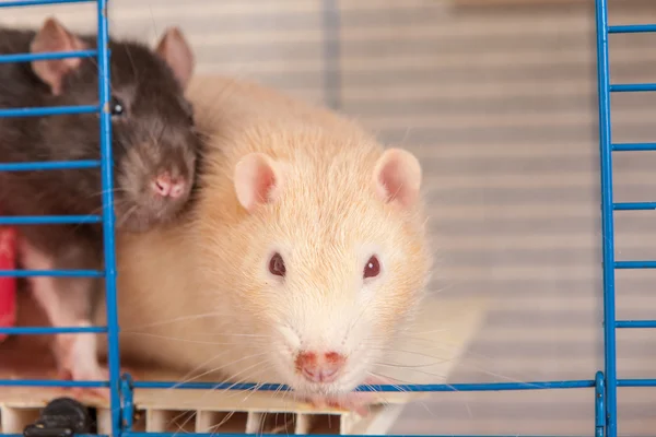 Domestic rat in a cage — Stock Photo, Image