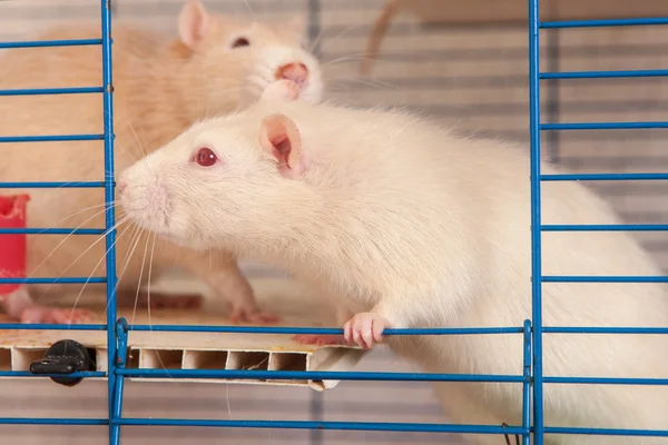 Dos ratas domésticas —  Fotos de Stock