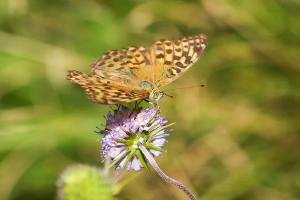 Gele vlinder op een bloem — Stockfoto