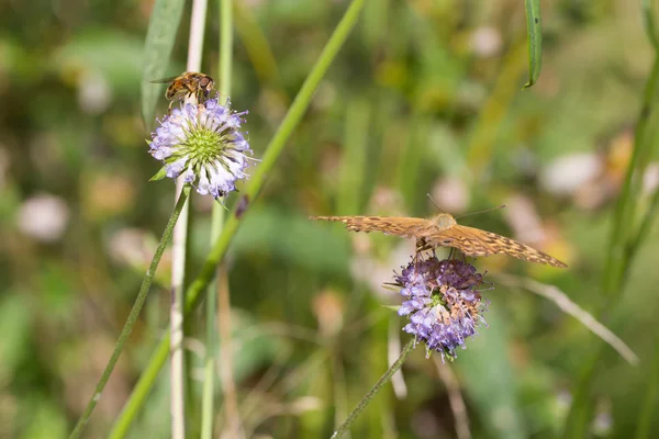 Hoverfly ve kelebek — Stok fotoğraf