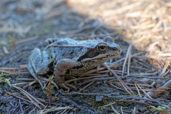 Padda i barrskogen — Stockfoto