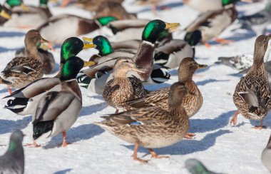 kar üzerinde ördek sürüsü