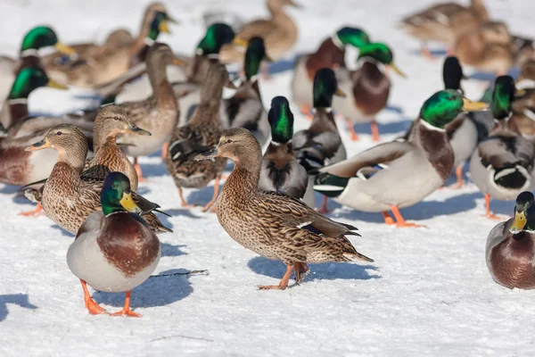 Canards en journée d'hiver — Photo