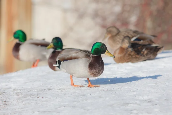 Cinco patos na neve — Fotografia de Stock