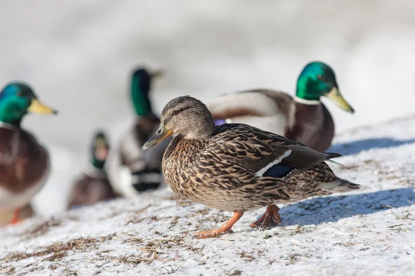 Eend op sneeuw — Stockfoto