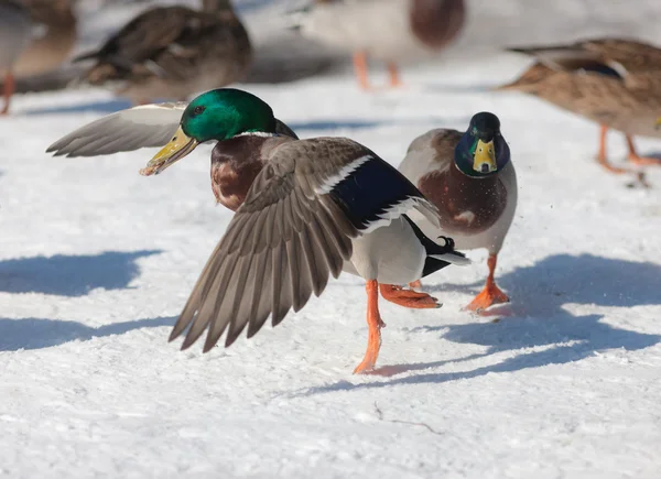 雪の中でダンスします。 — ストック写真