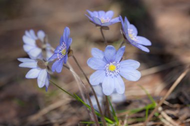 Mavi bahar çiçekleri