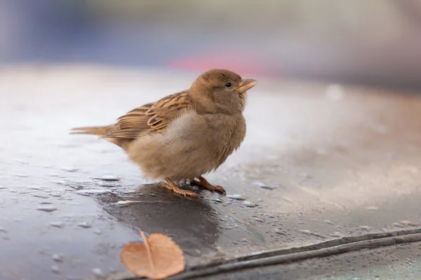 Sparrow on a roof — Stock Photo, Image