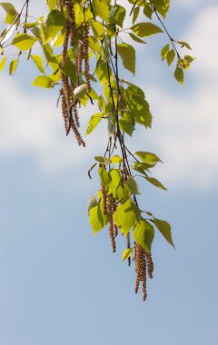 Birch Bahar Dalı